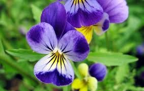 List of culinary herbs and spices. Qatvcmkngfckom