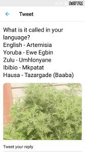 Not only that, the leaves have a rather rough texture, different than the other types of leaves. Olayemi On Twitter Coronavirus Update In Magadascar As 28th April 2020 Arrival Date13 March 2020 Confirmed Cases 128 Recovery 82 Deaths 0 Ewe Akintola Artemisia Is The Potential Covid 19 Game Changers The