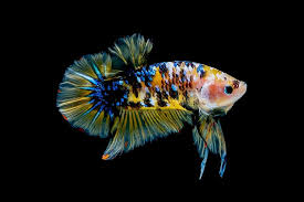 Congratulations on getting your new betta fish! Betta Fish Yellow Fish Betta Aquarium Water Animal Pikist