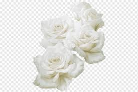 Bulb flowers flowers nature exotic flowers tropical flowers amazing flowers beautiful roses pretty flowers spring flowers white flowers. White Flowers White Rose Png Pngwing