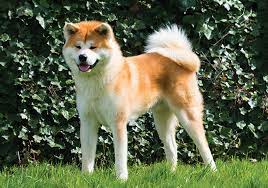 We did not find results for: Akita Japanese Breeds
