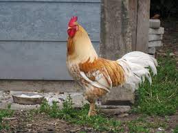 den gamle italiener hane honsegardens hersker chicken coop rooster coop
