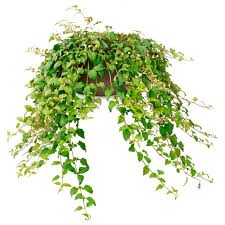 Image result for Lippia woodii