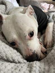 Paddy's Dog Rescue