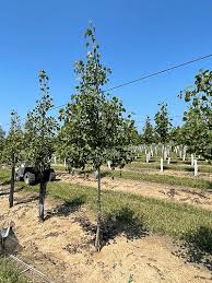 Image result for Prairie Gold