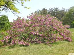 Image result for Burttia