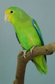 tuim forpus xanthopterygius brazilian birds parrotlet parakeet beautiful birds