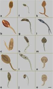 Loker pt daimatu baran : Insights On Foodborne Zoonotic Trematodes In Freshwater Snails In North And Central Vietnam Springerlink