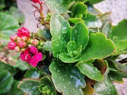 Pin On Kalanchoe Succulent