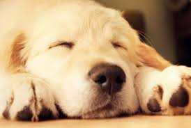 Avete un ampio appartamento e desiderate cani che abbaiano poco o niente? Golden Retriever Carattere Standard E Cose Da Sapere Io E Il Mio Animale