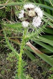 Image result for Carduus nyassanus