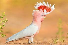 Articulos Informativos Curiosidades Curiosfera Com Cacatuas Aves Articulos
