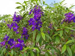 Resultado de imagem para Quaresmeira