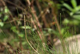 Image result for Equisetum ramosissimum