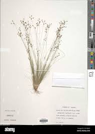 Image result for Bulbostylis clarkeana