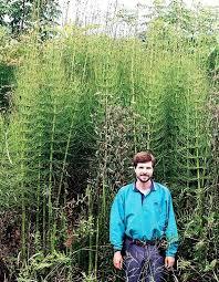 Another that is commonly found growing in moist conditions is the horsetail plant. Learn About Equisetum Giganteum El Tabacal Giant Horsetail Perennial Encyclopedia By Plant Delights Nursery