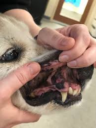 Life expectancy naturally depends on the stage of the cancer and whether it has spread. Staging And Treatment Of Oral Tumors In Dogs Medvet