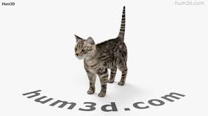 360 View Of Cat Hd 3d Model Hum3d Store How to get animals to come up.