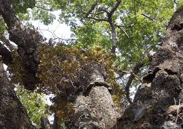 Image result for Calyptrochilum