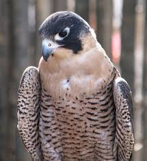 Peregrine Falcon Birds Of Prey New York Frightful S Mountain Barbary Peregrine Falcon The Incredibles