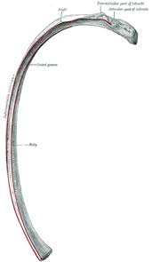 Review the anatomical characteristics of the rib and ribcage in this interactive tutorial and test your introduction to the structure of the ribcage and ribs: Rib Wikipedia