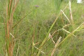 Image result for Hyparrhenia