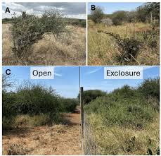 Image result for Acacia brevispica