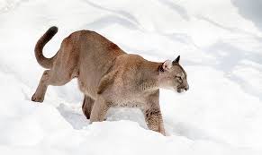 Roar Some Facts About The Mountain Lion That Kids Will Love