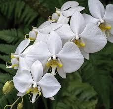 Biochemistry marker assisted selection plant genomics & bioinformatics orchid life sdn. Genus Paphiopedilum To Ponerorchis Springerlink