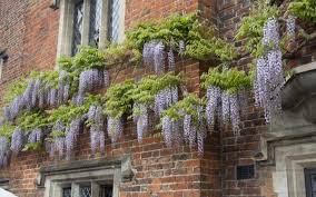 Check spelling or type a new query. Blaregn Wisteria Den Vakreste Av Klatreplantene