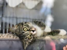 Dogs available for adoption on long island. Island Goes To The Dogs And Cats Shelter Island Reporter