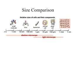The smallest animal viruses belong to the families parvoviridae and picornaviridae and measure about 20 nm and about 30 nm in diameter, respectively. Cell Size From Smallest To L A Rgest Prokaryotic Cells Ppt Download