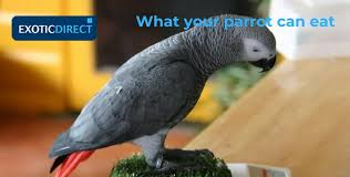 What Do Parrots Eat Exoticdirect