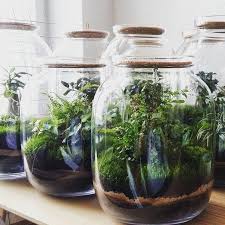 Diy Terrarium In Een Glazen Pot Terrariumideascoffeetable Garden Terrarium Diy Plants Terrarium Plants