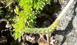 Image result for Entephria caesiata