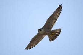 Das markanteste merkmal des wanderfalken sind wohl seine rasanten flugmanöver, mit denen er seiner beute hinterherjagt. Der Wanderfalke Falco Peregrinus Nabu Kreisverband Siegen Wittgenstein