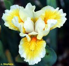 Miniatur Dwarf Bearded Iris Tingle Family Iridaceae Iris Dwarf Beard Flowers
