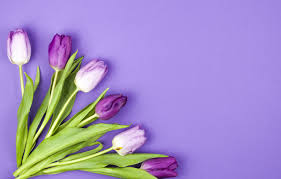 About 1,828 results (0.55 seconds). Wallpaper Flowers Purple Tulips Flowers Beautiful Tulips Spring Purple Images For Desktop Section Cvety Download