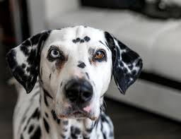 Image result for dalmatian