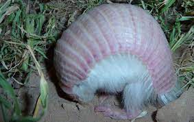Pink Armadillos Ain T Your Texas Critters Pink Fairy Armadillo Fairy Armadillo Armadillo