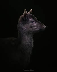 Hi my name is Lindsay! I am a wildlife photographer from the Netherlands  and this is what I shoot! Find more at my Instagram  instagram.com/lindsay.c.photography photographers of threads