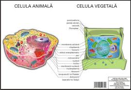 Deosebiri Dintre Celula Animala Si Vegetala Brainly Ro