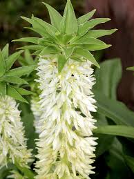 Image result for Eucomis autumnalis
