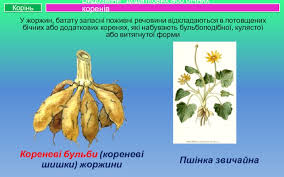 Такі корені дають змогу рослині пережити несприятливий для росту період. Vidozmini Korenya Prezentaciya Doklad