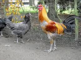 It's a belgian gamecock, 30 inches tall and 12 pounds. Http Www Aviculture Europe Nl Nummers 12e06a12 Pdf