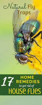 17 Home Remedies To To Kill And Get Rid Of House Flies With Natural Ingredients Remedies Pest Control Best Pest Control