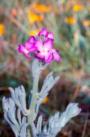 Image result for Matthiola
