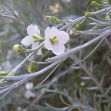 Image result for Kraussia floribunda