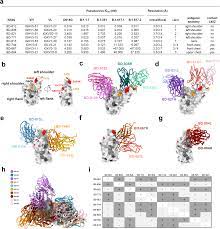 Structures of SARS-CoV-2 B.1.351 neutralizing antibodies provide insights  into cocktail design against concerning variants | Cell Research
