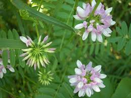 Image result for Securigera  varia